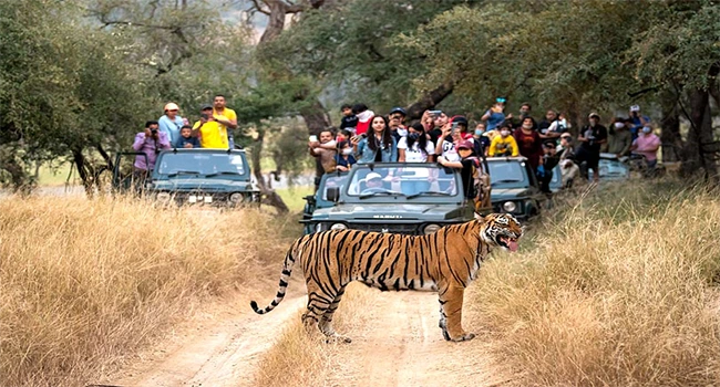 ranthambore national