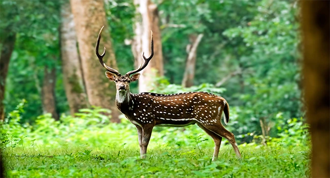 wayanad wildlife