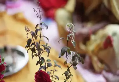 Tulsi Vivah Puja