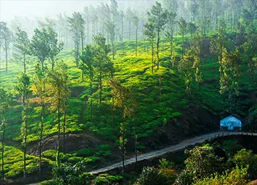 wayanad